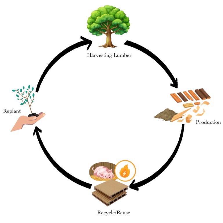 Circular wood lifecycle: harvesting lumber, production, recycle or reuse, and replanting, shown with arrows and simple icons.
